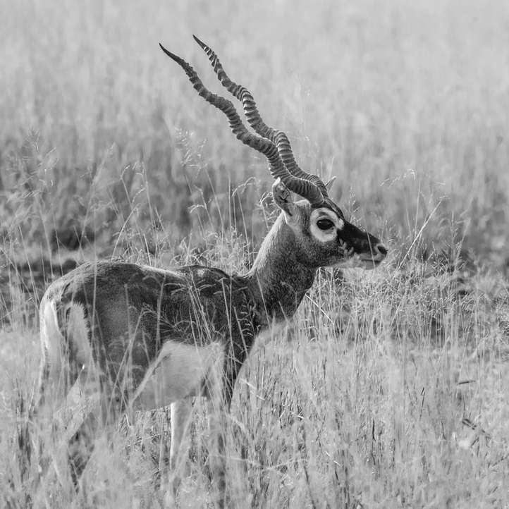 grayscale photography of animal during daytime online puzzle