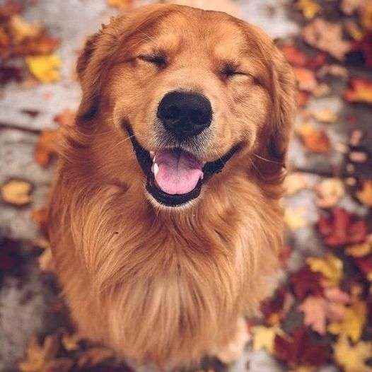χαμογελαστό σκυλί - Golden Retriever συρόμενο παζλ online