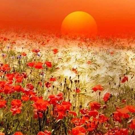 meadow with poppies and orange sky online puzzle