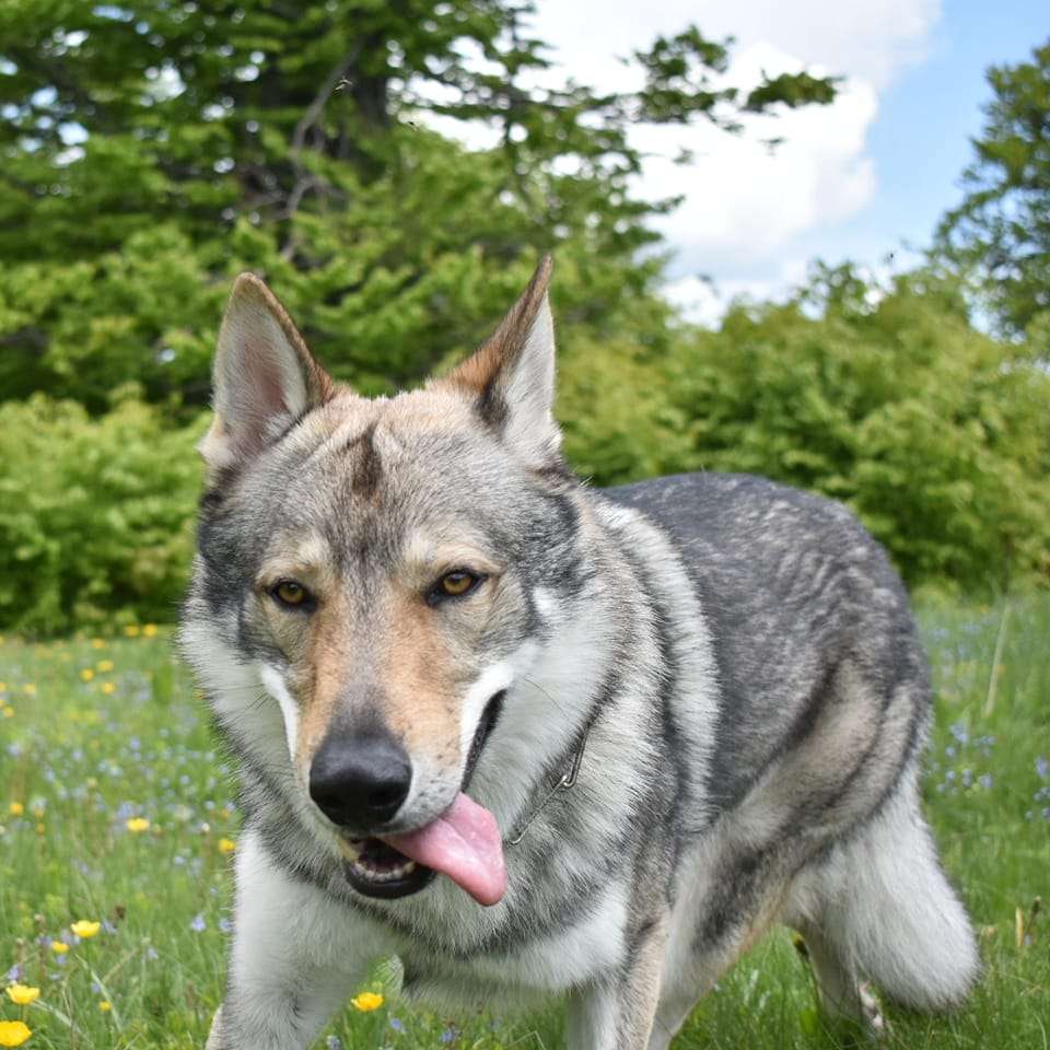 cão - raça - wolfhound checoslovaco - puzzle deslizante online