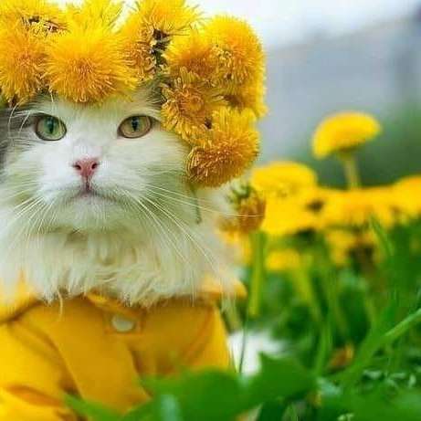 white kitten in a yellow dress and yellow flowers sliding puzzle online