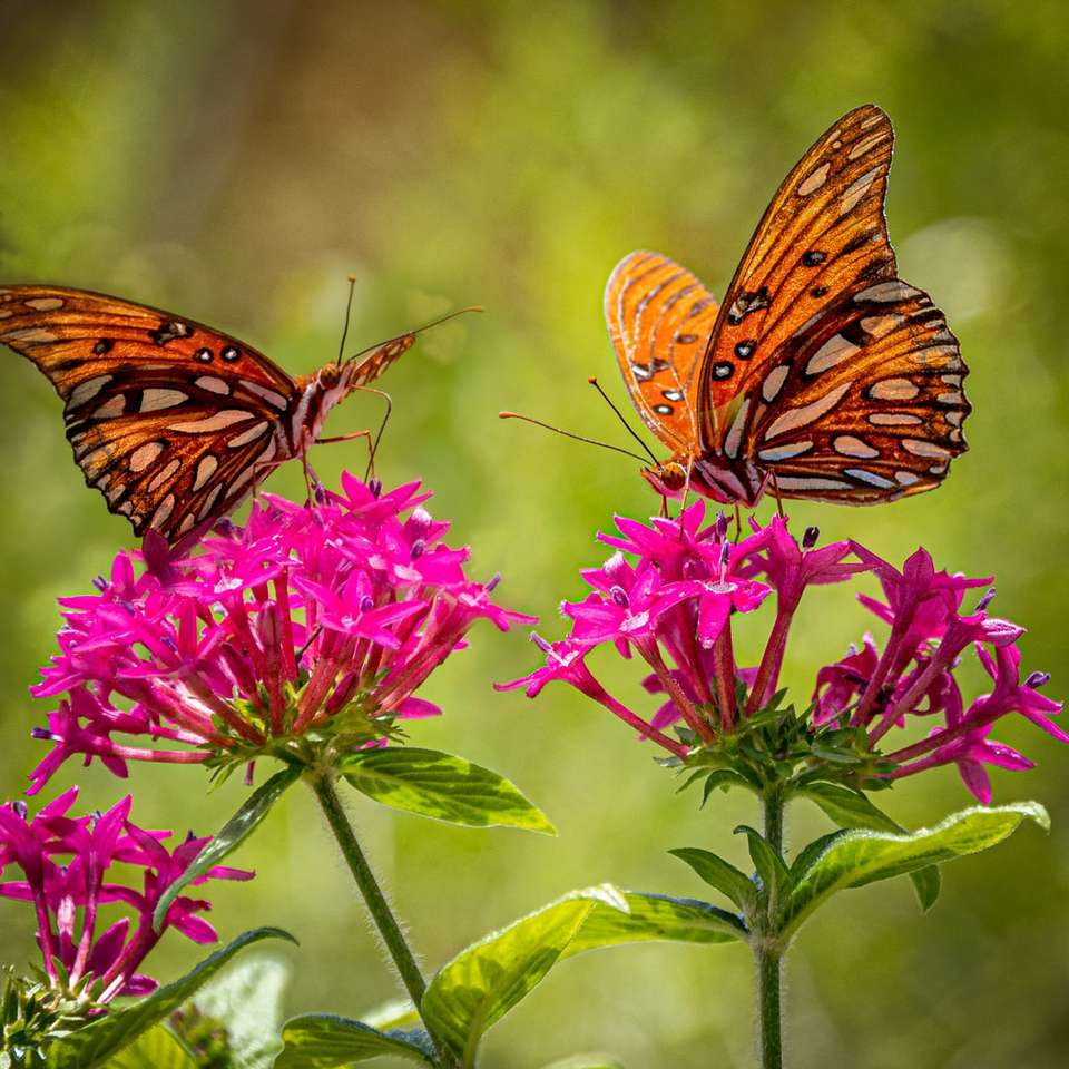 Il giardino delle farfalle monarca monta Florida puzzle scorrevole online