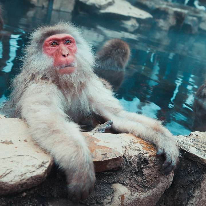 μαϊμού στο σώμα του νερού κατά τη διάρκεια της ημέρας συρόμενο παζλ online