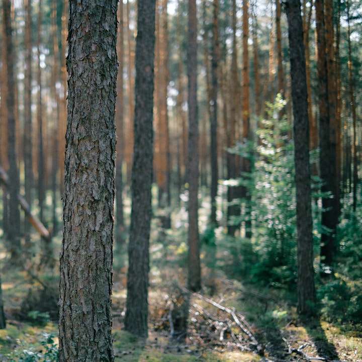 Pădurea din centrul Poloniei. alunecare puzzle online