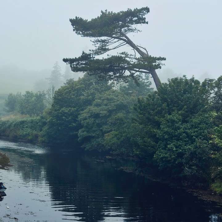 râu lângă copaci în timpul zilei puzzle online