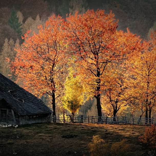 graues Holzhaus, umgeben von hohen und orangefarbenen Bäumen Online-Puzzle