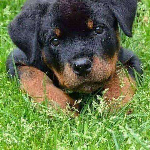 malé štěně v trávě posuvné puzzle online