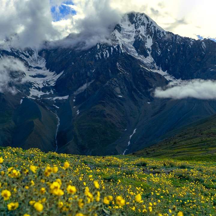 campo de flores amarillas cerca de la montaña durante el día rompecabezas en línea