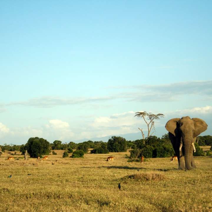 Elefanter i naturen glidande pussel online