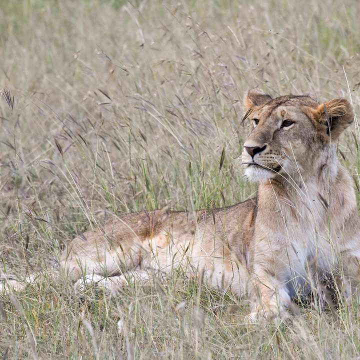 Лъвица, почиваща в трева плъзгащ се пъзел онлайн