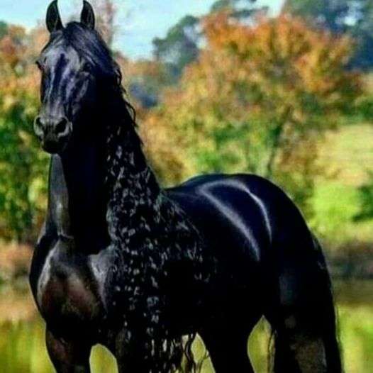 красив кон .................... онлайн пъзел