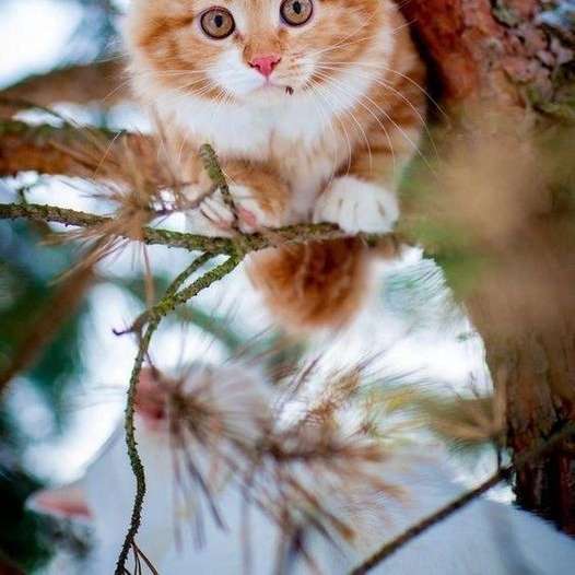 kattunge på trädet glidande pussel online