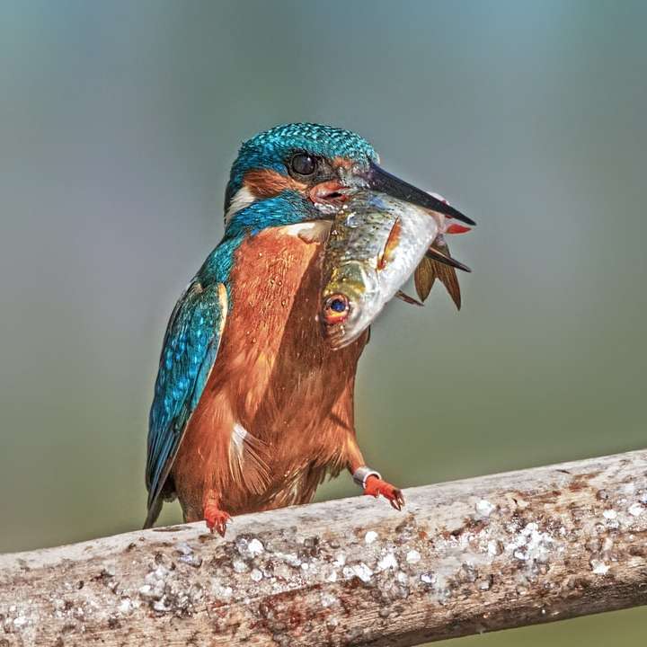 Grande refeição do Kingfisher puzzle online