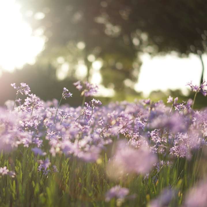 fioletowy kwiat pole w fotografii z przesunięciem tilt puzzle online