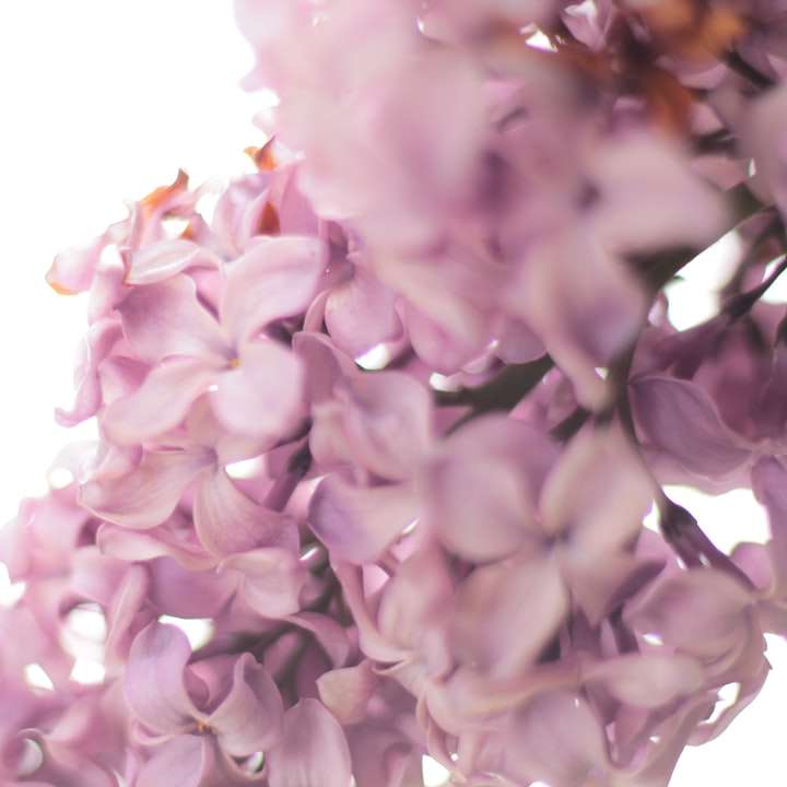 φωτογραφία με μοβ άνθη συρόμενο παζλ online