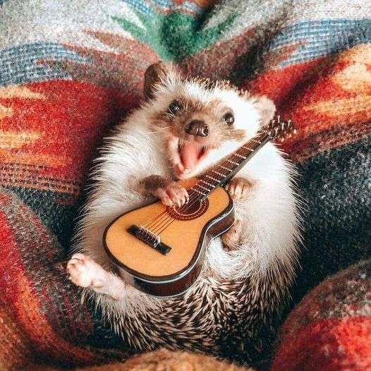 small cheerful hedgehog with a guitar sliding puzzle online