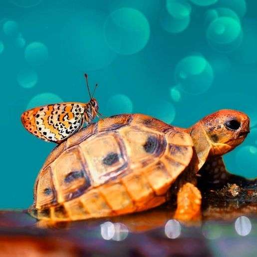 aranyos állatok csúszó puzzle online
