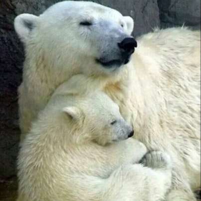 μια μικρή αρκούδα στην αγκαλιά μιας μεγάλης πολικής αρκούδας online παζλ