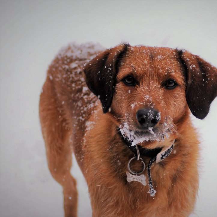 Marley in the snow sliding puzzle online