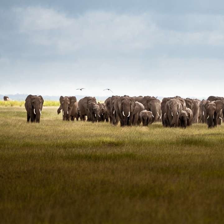 κοπάδι ελέφαντα σε πράσινο γρασίδι πεδίο κατά τη διάρκεια της ημέρας online παζλ