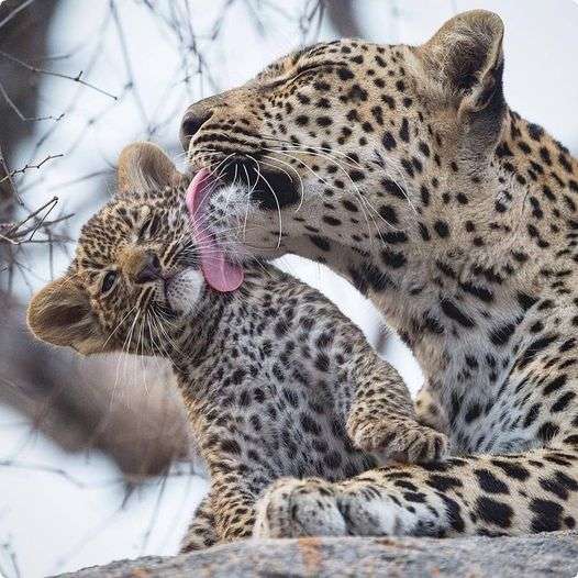 леопарди - мама и дете .................... онлайн пъзел