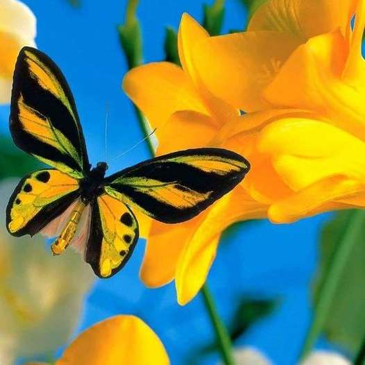 gul-svart fjäril och gul blomma glidande pussel online