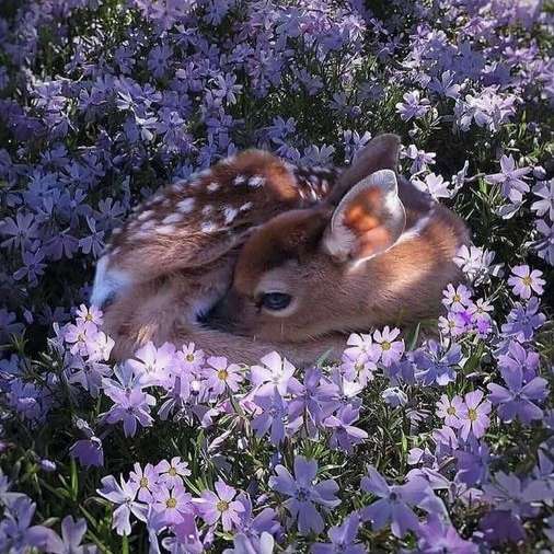 descansar en el prado de flores puzzle deslizante online