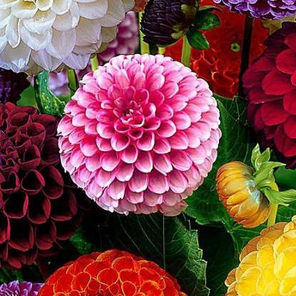 dahlia's met felle kleuren online puzzel