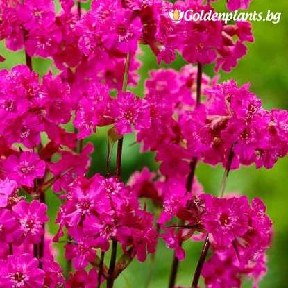 λουλούδια με κυκλάμινο χρώμα συρόμενο παζλ online