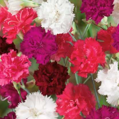 colored carnations online puzzle