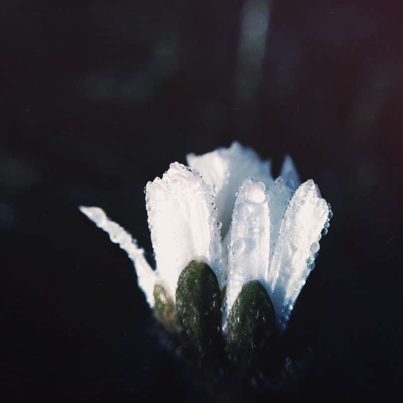 bílý květ s kapkami deště posuvné puzzle online