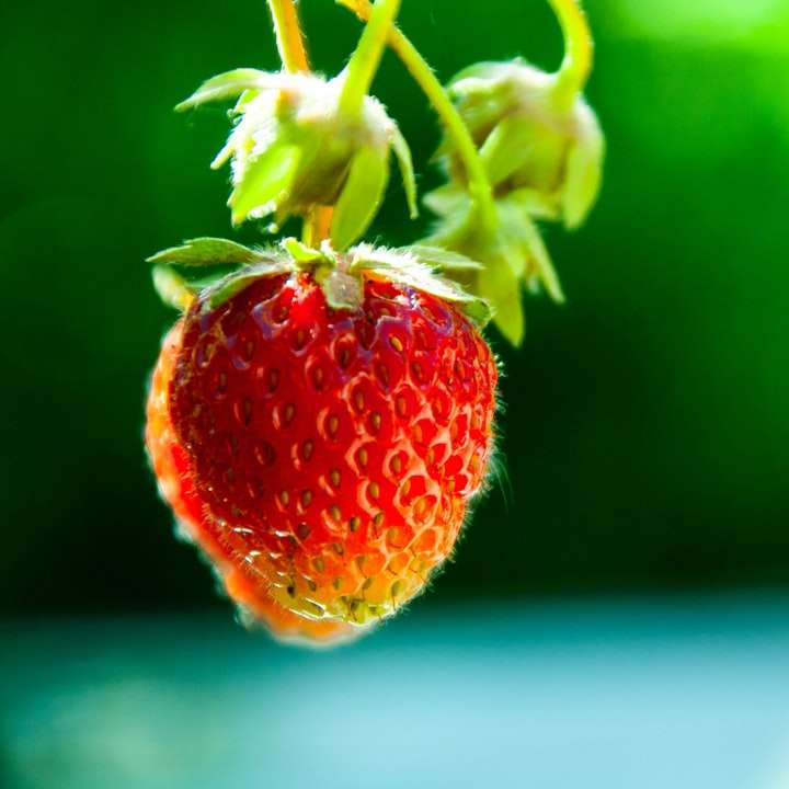 εστίαση φωτογραφίας της κόκκινης φράουλας συρόμενο παζλ online