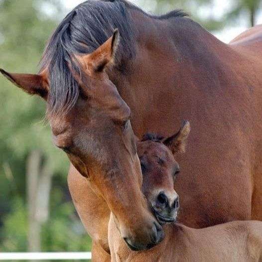 μικρό άλογο - μια αγκαλιά από τη μαμά συρόμενο παζλ online