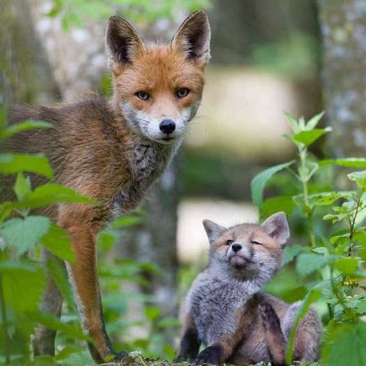 αλεπούδες - μαμά και μωρό online παζλ