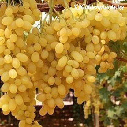pitloze amberkleurige druiven schuifpuzzel online