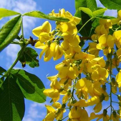 acacia jaune puzzle coulissant en ligne
