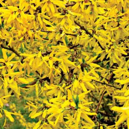 forsythia - arbuste de printemps puzzle en ligne
