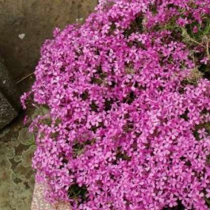 alpine phlox pink Schiebepuzzle online