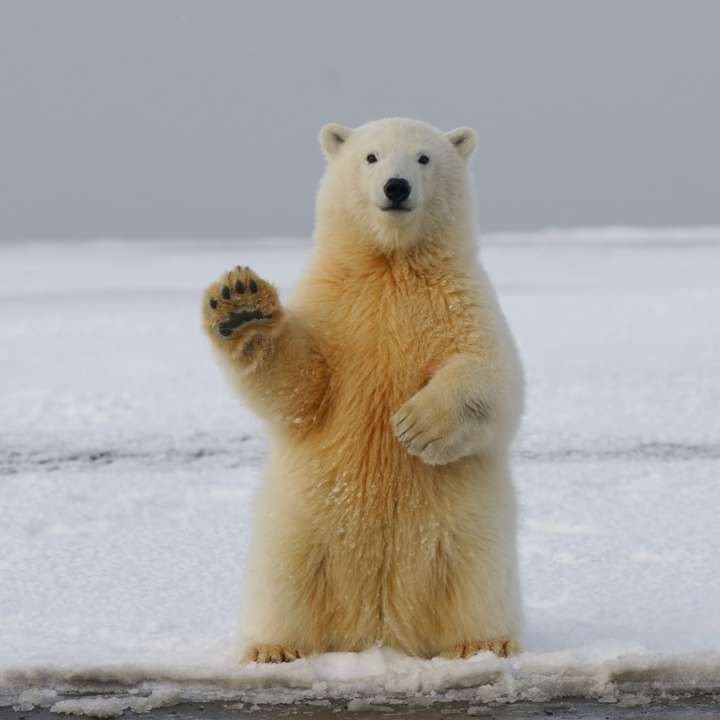 Urso polar puzzle deslizante online