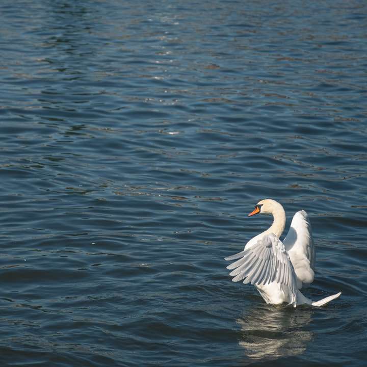 Два лебеді в річці розсувний пазл онлайн