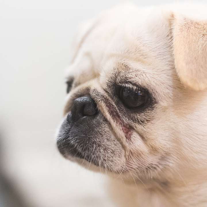 kolouch mops štěně v zblízka fotografie posuvné puzzle online