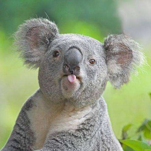 mała koala puzzle online