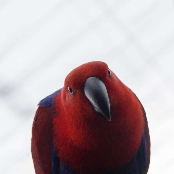 pájaro de pelo rojo y azul puzzle deslizante online