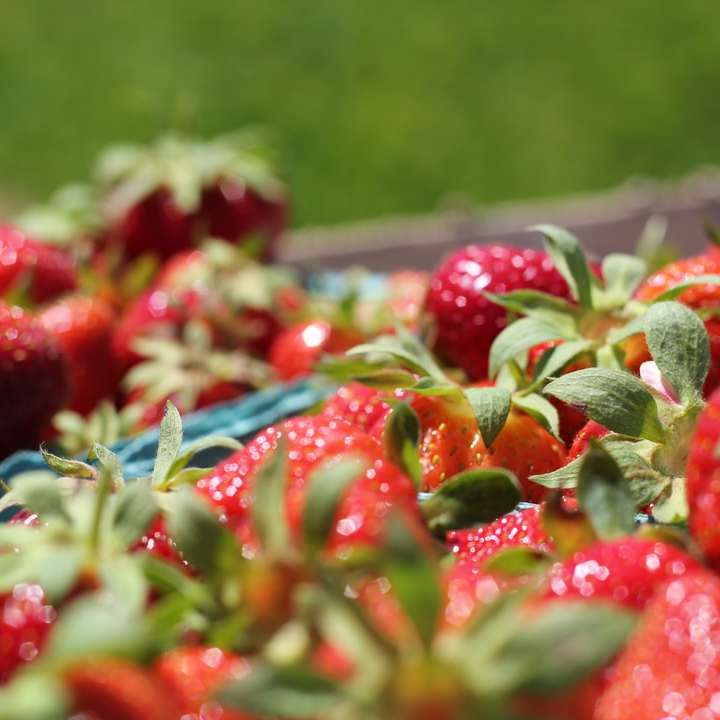 Cueillette de fraises puzzle en ligne