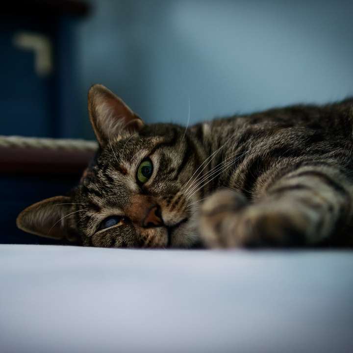 Kot leżący na łóżku puzzle przesuwne online