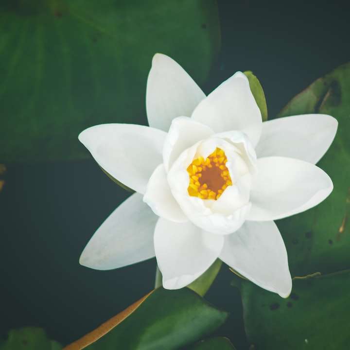 White and yellow water lily sliding puzzle online