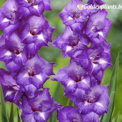 gladiolus blå ö glidande pussel online