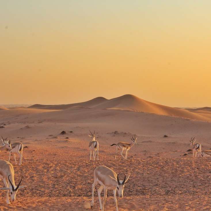 Tiere in der Wüste von Dubai. Online-Puzzle