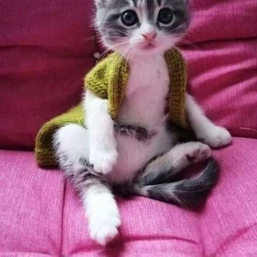 μικρό γατάκι με γιλέκο συρόμενο παζλ online
