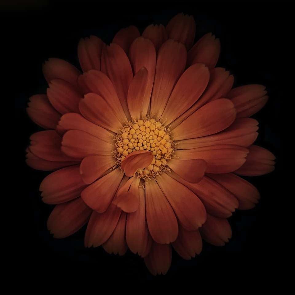 Lenyűgöző virágvilág csúszó puzzle online